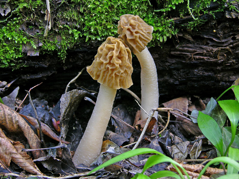 05 aprile 2007 Verpa bohemica.